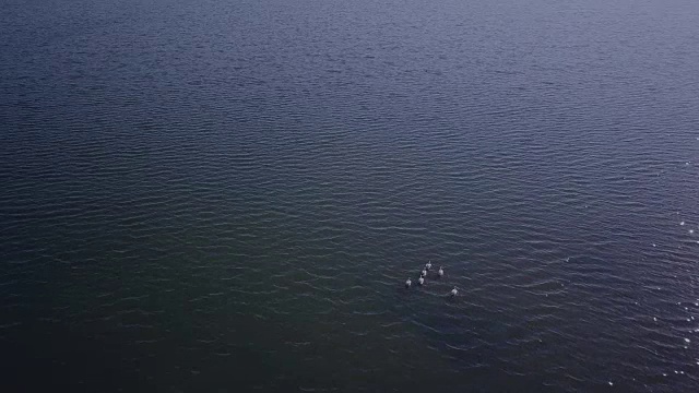 鸟瞰图一群鹈鹕。大鸟群，大白鹈鹕在晨光中飞过湖面、池塘、大海视频下载