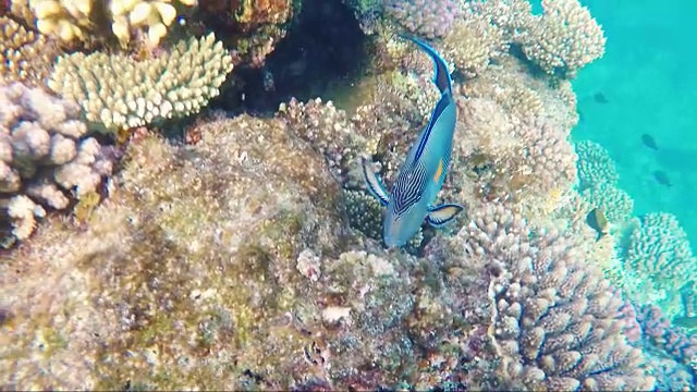 珊瑚礁附近风景如画的海洋生物视频素材