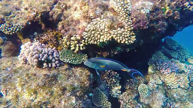 海洋居民在礁石附近游泳视频素材