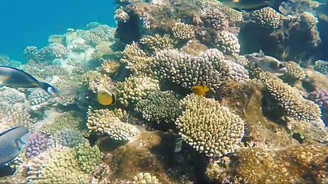 色彩斑斓的海洋生物与暗礁的水下世界视频素材