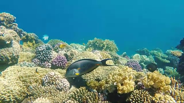 珊瑚礁及其海洋居民视频素材