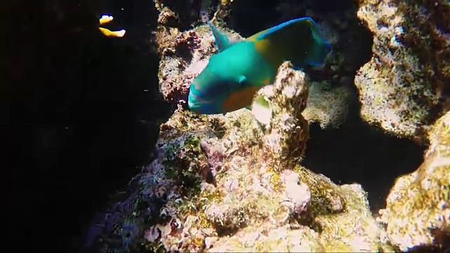 丰富多彩的海底世界视频素材