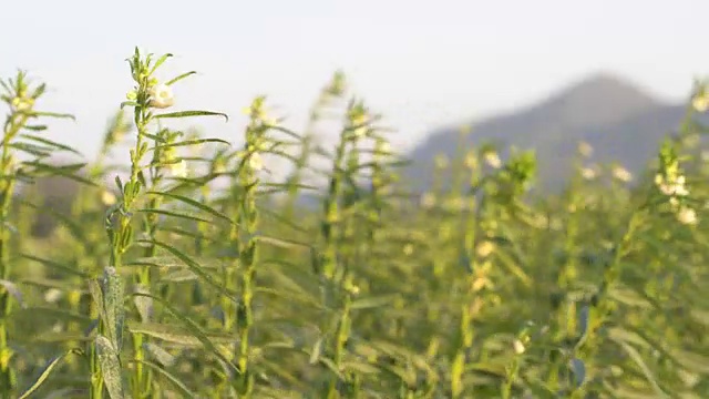 田野里的树上开着芝麻花，视频素材