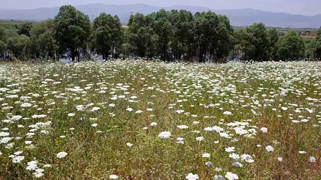 白色的花朵领域视频素材