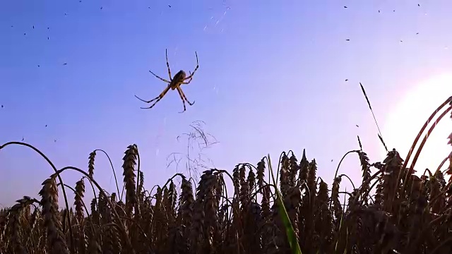 日落时分，麦田里的蜘蛛在织网视频素材