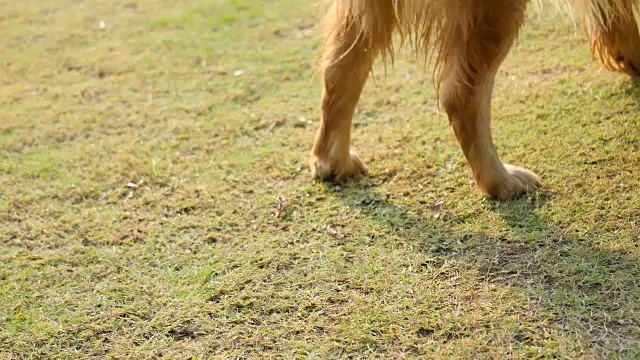 狗摇水视频素材