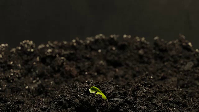 生长绿黄瓜植株的时间流逝。长时间生长，特写自然拍摄。视频素材