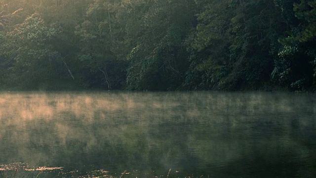 雾森林，山河视频素材