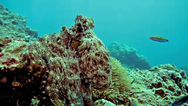 水下暗礁章鱼(章鱼蓝藻)伪装在珊瑚礁上视频素材