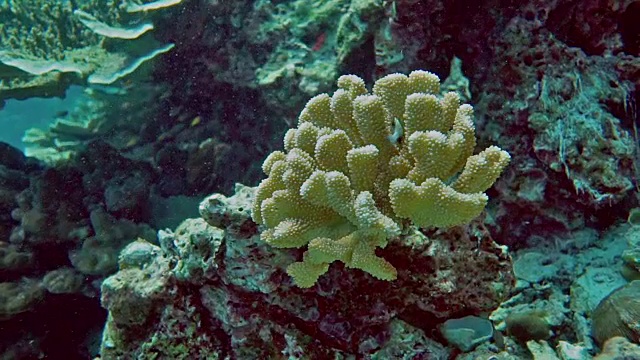 水下印度洋鹿角珊瑚(Pocillopora grandis)特写视频素材