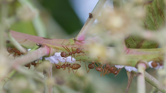 织叶蚁和蚜虫在芒果花枝上视频素材