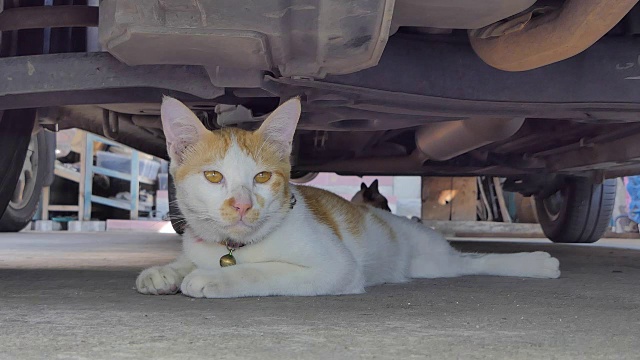 可爱的小猫睡在车下。视频素材