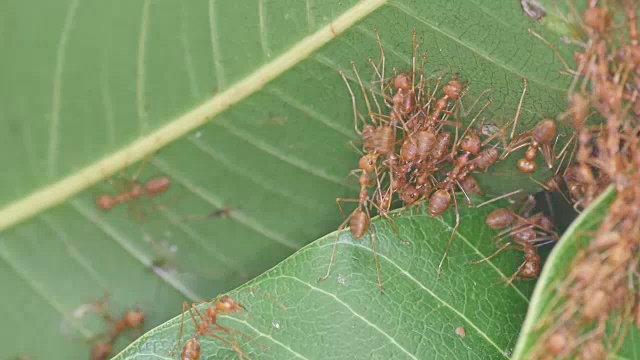 编织蚂蚁连接树叶视频素材