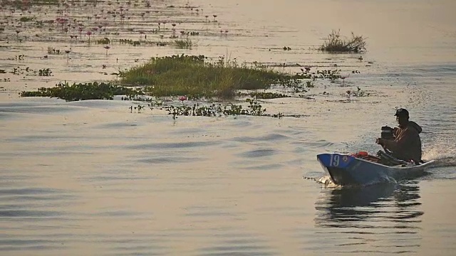 红莲花海，乌东他尼。视频素材