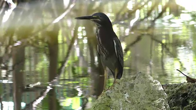 佛罗里达大沼泽地的苍鹭视频素材