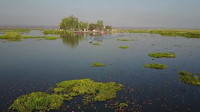 红莲花海，乌东他尼。视频素材