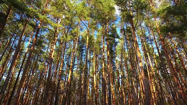 在美丽的日子里，鹤在森林里高松的梢，时光流逝视频素材