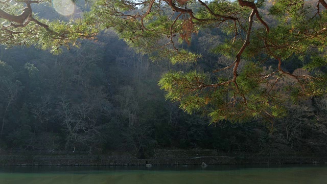 河流和树视频素材