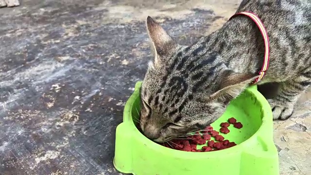 近距离的泰国猫吃猫的食物。视频素材