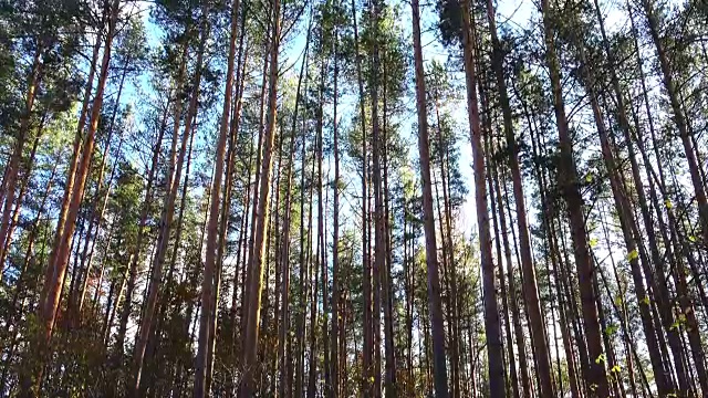 美丽的高松在风中飘扬。升降镜头视频素材