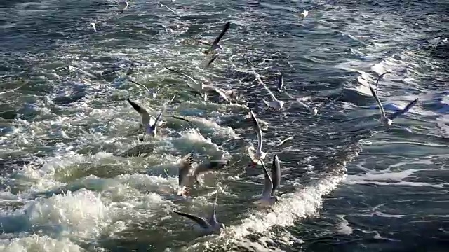 鸟类动物海鸥飞行视频素材