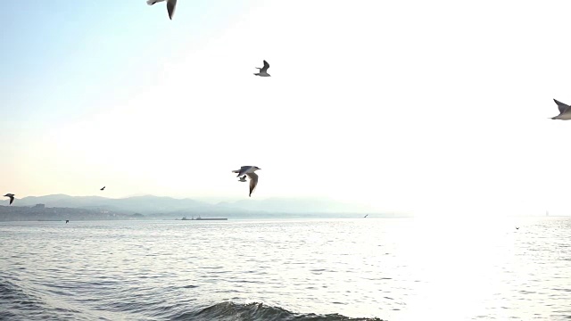 鸟类动物海鸥飞行视频素材