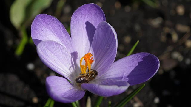 蜜蜂在紫色番红花上视频下载