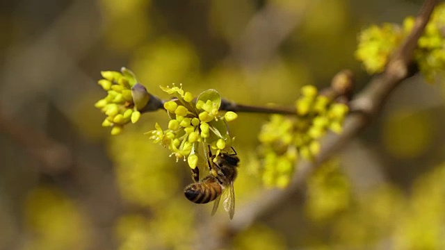 蜜蜂在连翘上视频下载