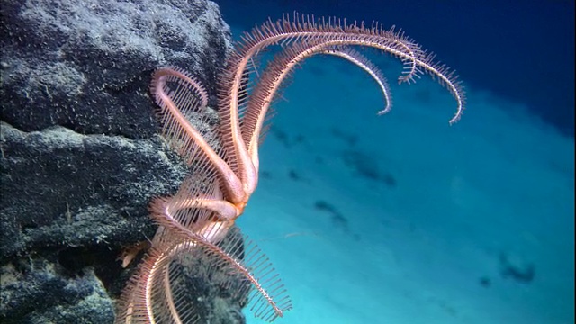 大西洋中脊深海海底的海星视频素材