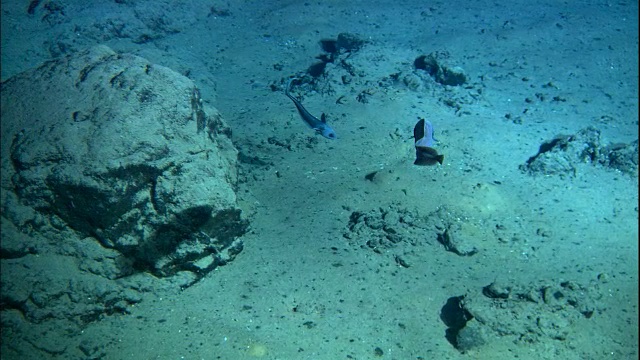 深海鱼类游过海底，中大西洋脊视频素材