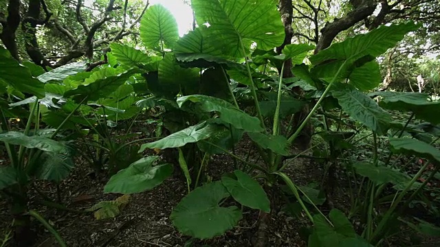 热带雨林，定格静态场景视频素材