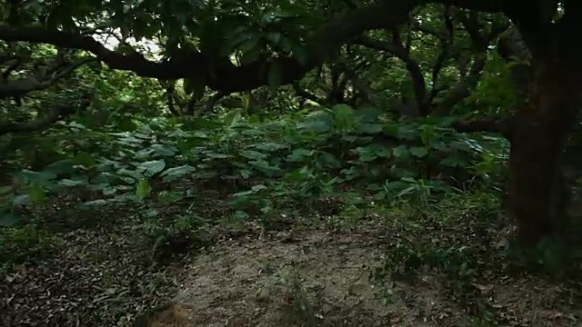 热带雨林,替身视频素材