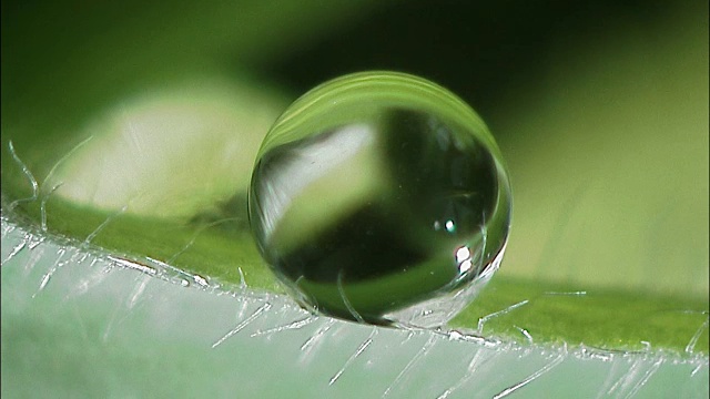 英国，微生物在树叶上的水滴中游动视频素材