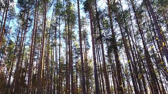 在美丽的日子里，高大的松树在森林里拍摄视频素材