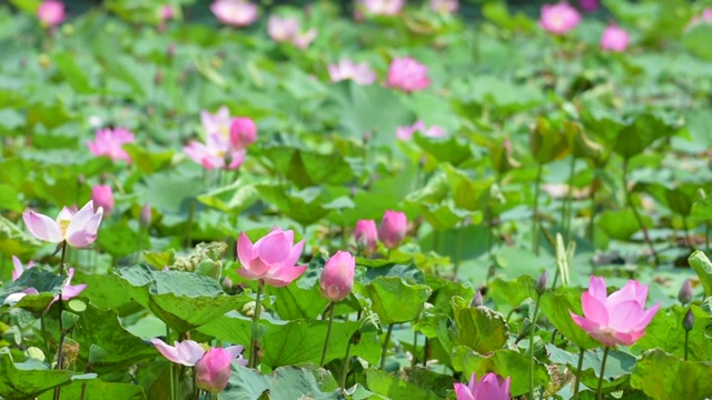 池塘里粉红的荷花视频下载