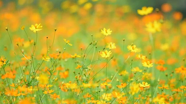 橙色的宇宙花在田野里视频素材