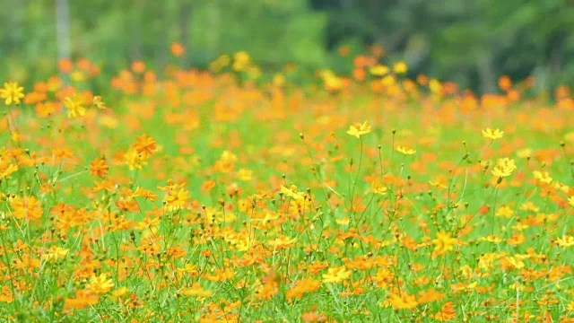 橙色的宇宙花在田野里视频素材