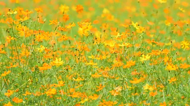 橙色的宇宙花在田野里视频素材