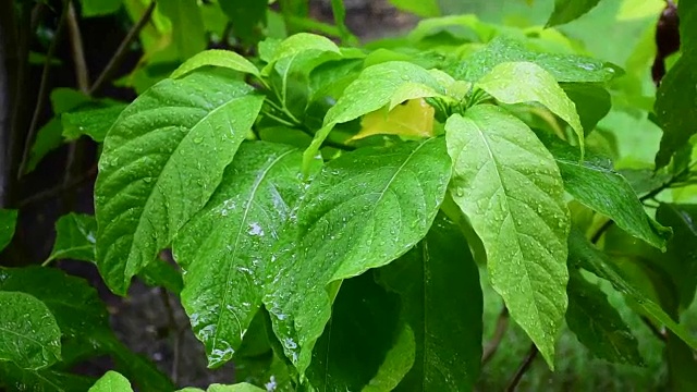 雨滴落在绿叶上视频下载