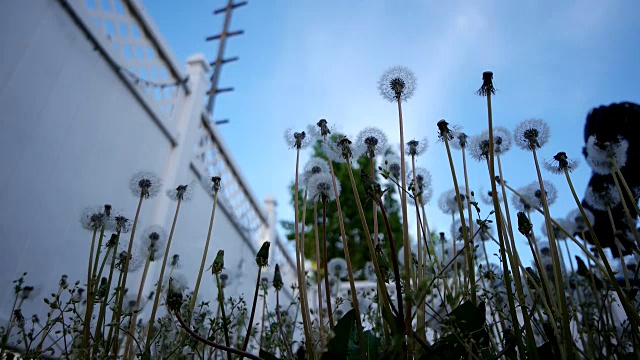 风中的野生蒲公英视频下载