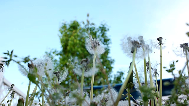 风中的野生蒲公英视频素材