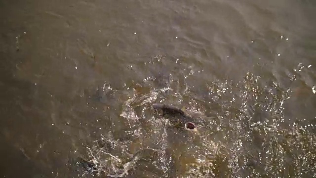 慢动作，喂河里的鱼视频素材