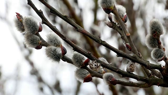 3、树枝带芽背景，春色4k视频素材