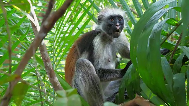 红疣猴(Procolobus kirkii)在桑给巴尔岛的乔扎尼森林视频素材