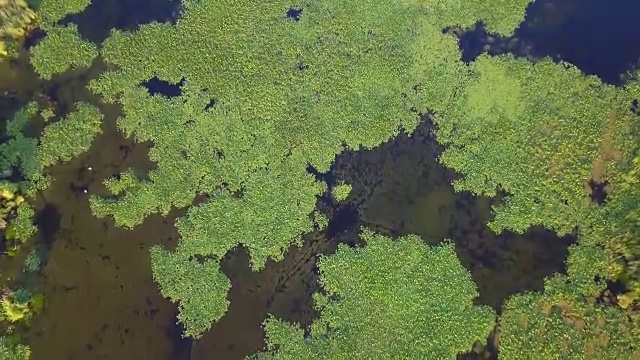 多瑙河三角洲湿地视频素材