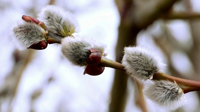 3、树枝带芽背景，春色4k视频素材