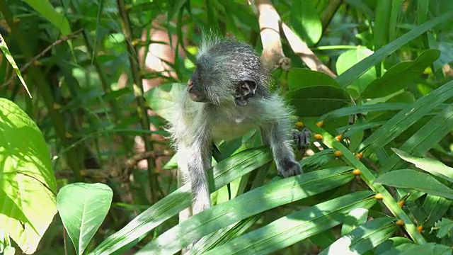 红疣猴(Procolobus kirkii)在桑给巴尔岛的乔扎尼森林视频素材