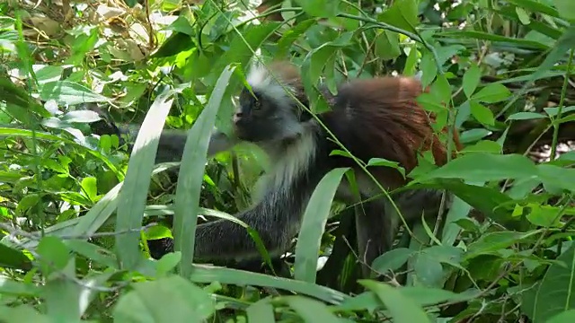 红疣猴(Procolobus kirkii)在桑给巴尔岛的乔扎尼森林视频素材