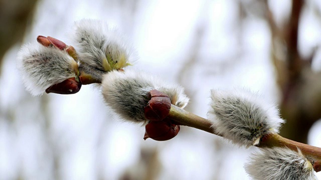 3、树枝带芽背景，春色4k视频素材