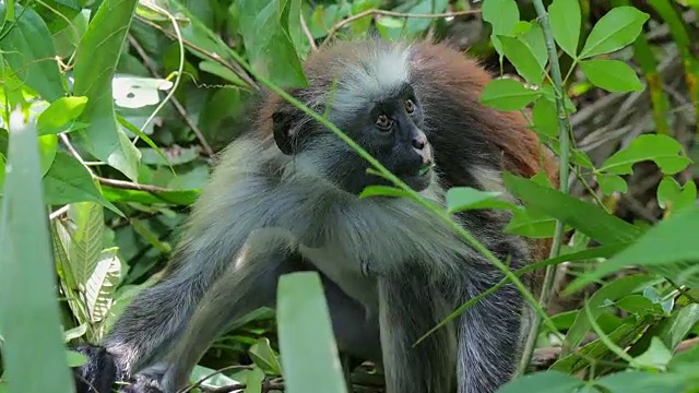 红疣猴(Procolobus kirkii)在桑给巴尔岛的乔扎尼森林视频素材